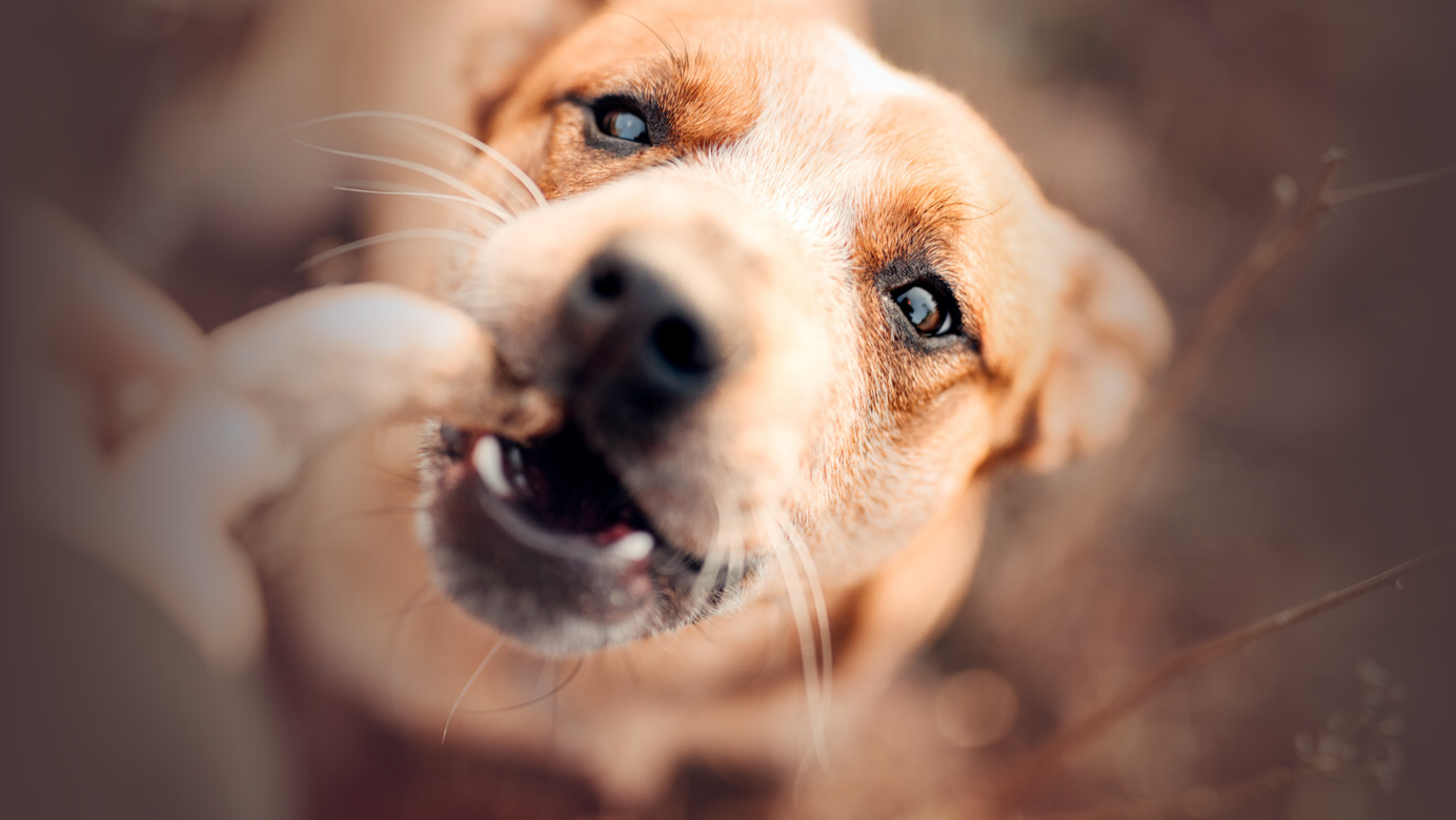 Natürliche Snacks für Hunde & Katzen und Kauartikel aus deutscher Herstellung