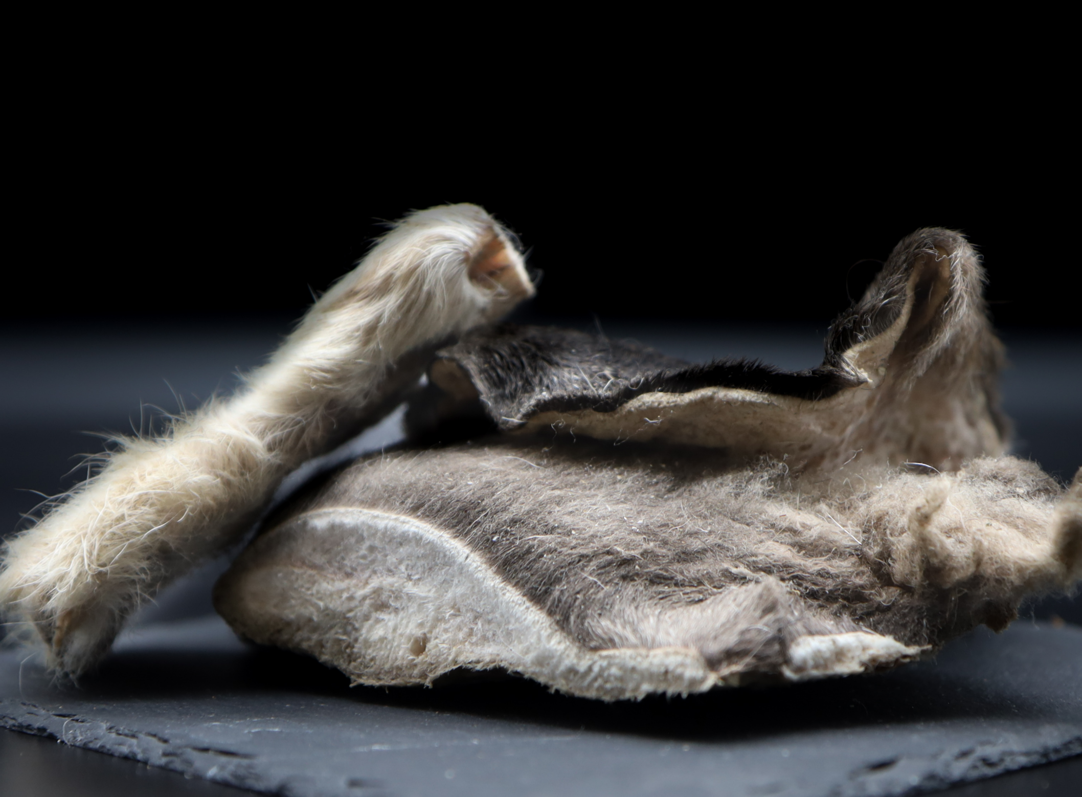 Lammkopfhaut gefriergetrocknet - Chew snack for dogs - Pamico