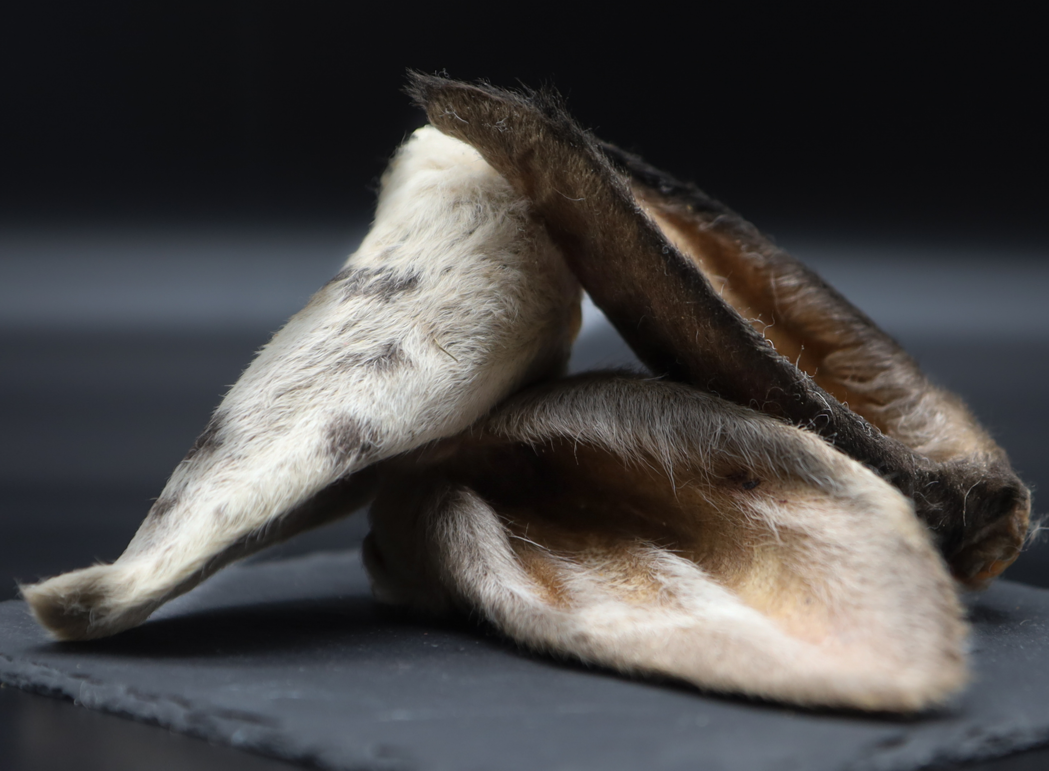 Lammohren gefriergetrocknet - Chew snack for dogs - Pamico