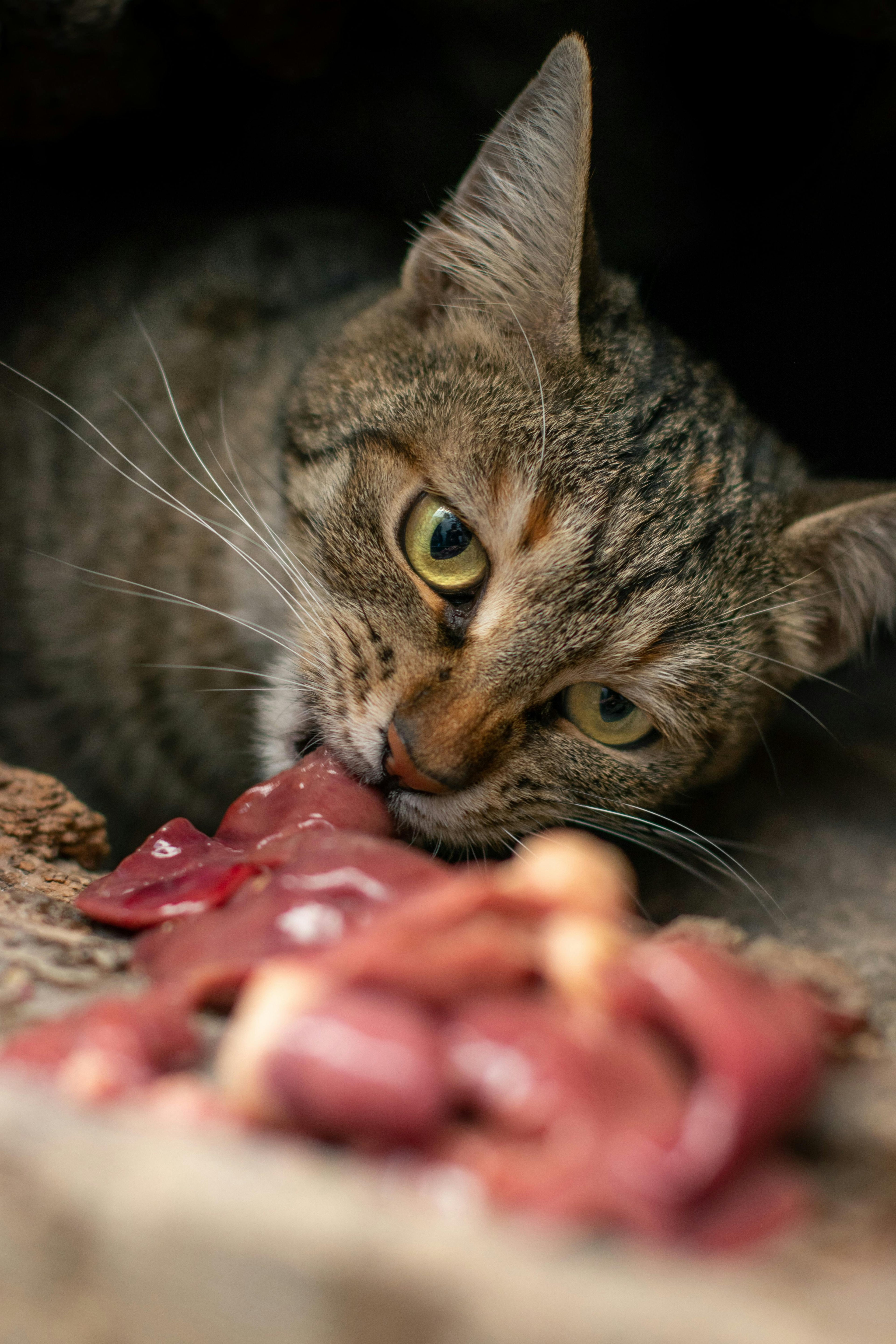 Trockenbarf für Katzen – Gefriergetrocknete Rohkost in Premium-Qualität