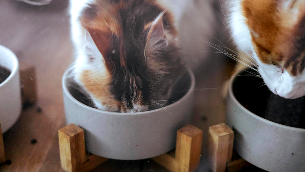 Futternäpfe