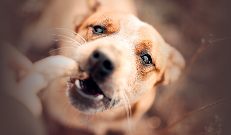 Snacks gefriergetrocknet für Hunde und Katzen