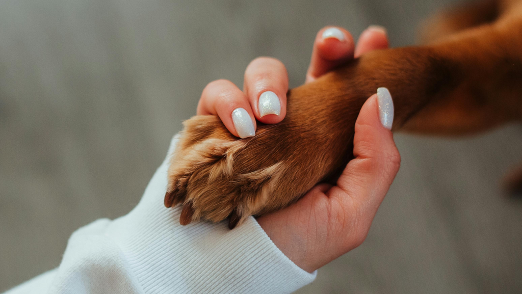 Natürliche Pflegeprodukte für Hunde
