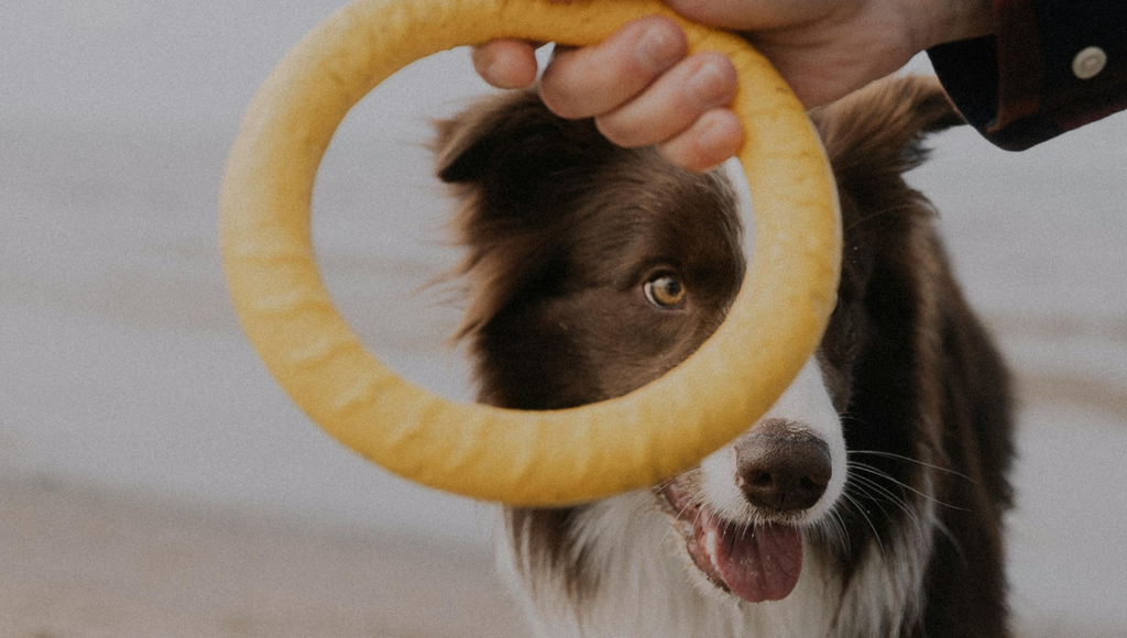Robustes und Sicheres Hundespielzeug