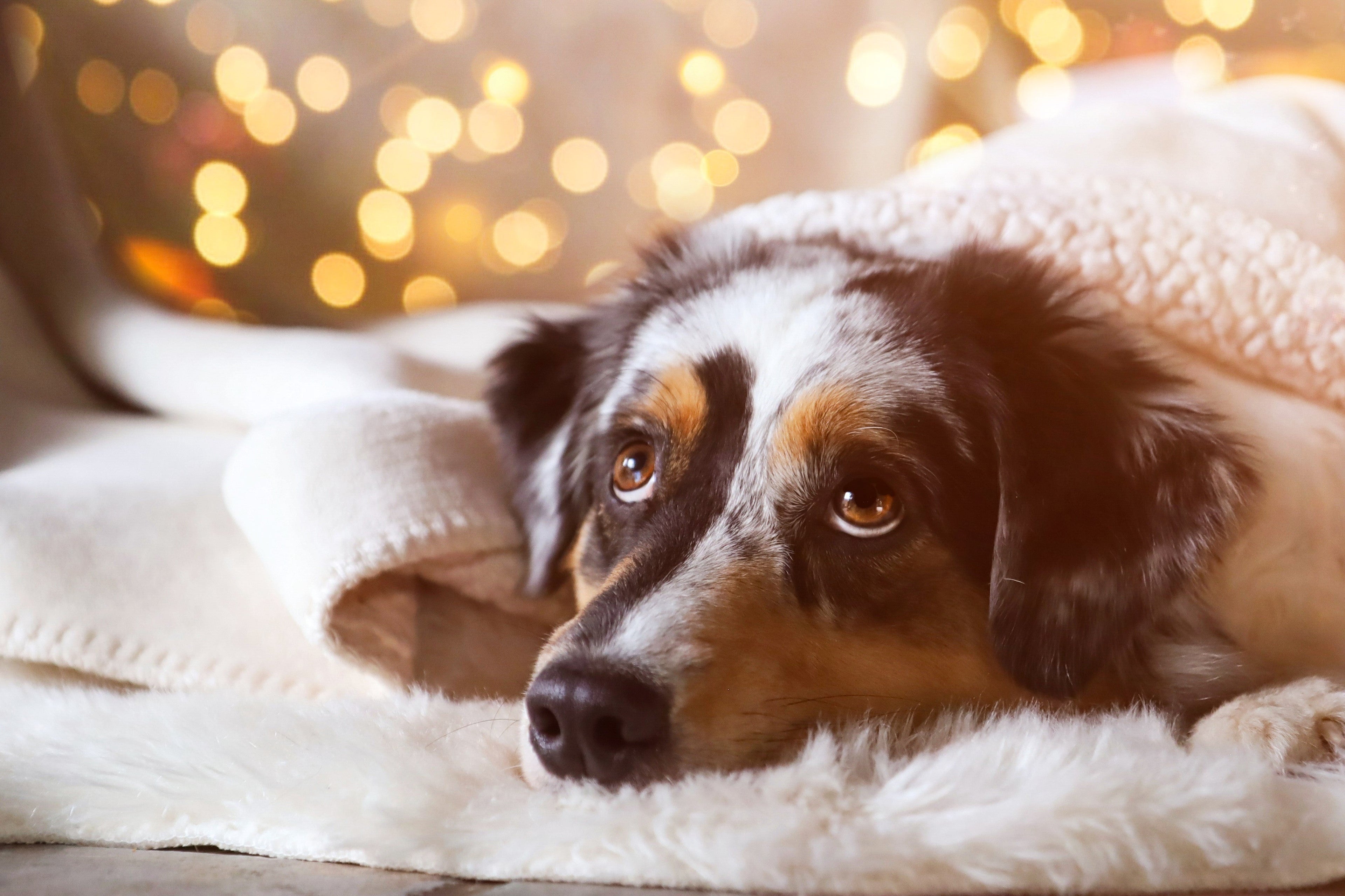 Geschenke für Hund & Katze