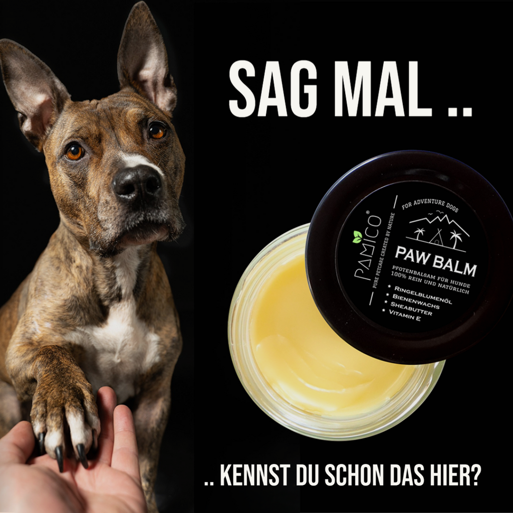 Pfotenpflege für Hunde - Pamico