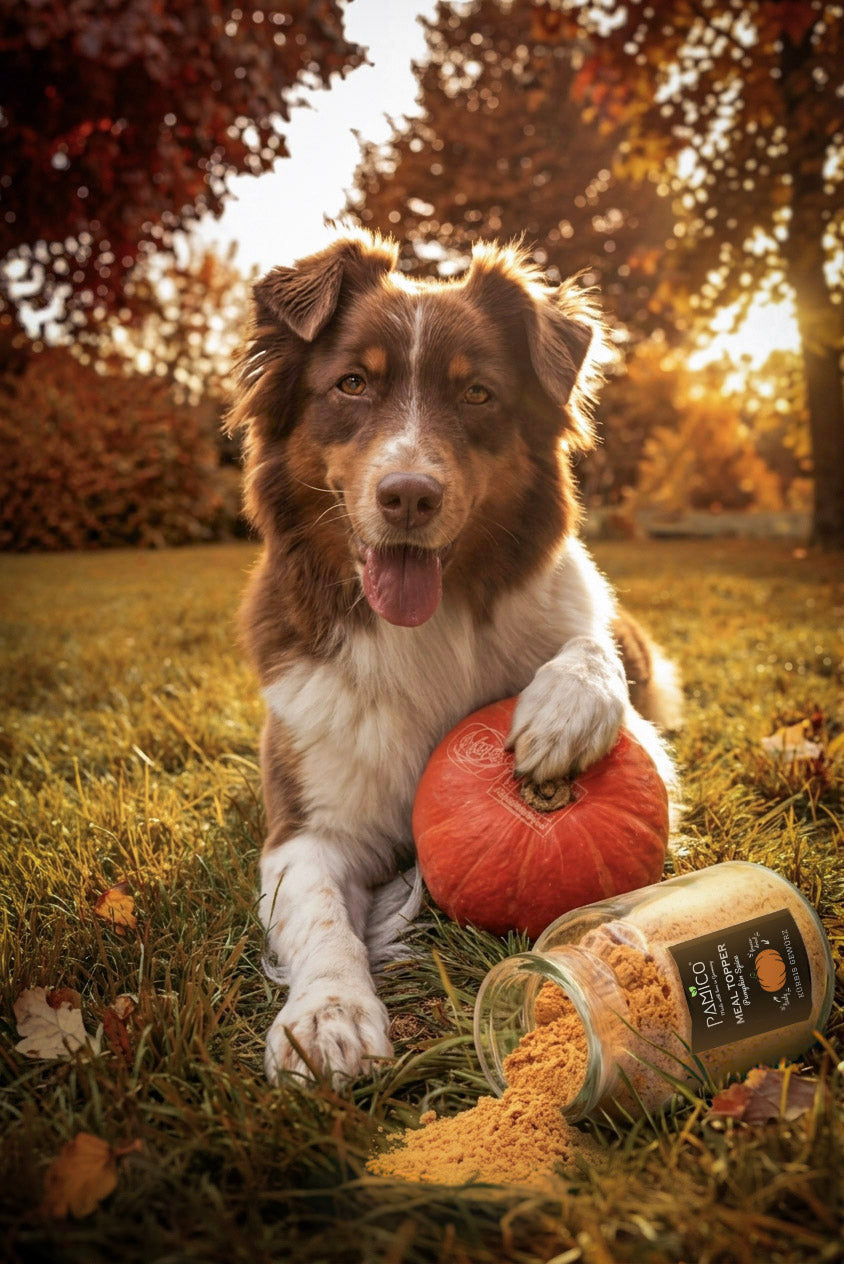 Kürbis Gewürz Meal Topper - herbstlicher Pumpkin Spice für Hunde & Katzen Pamico