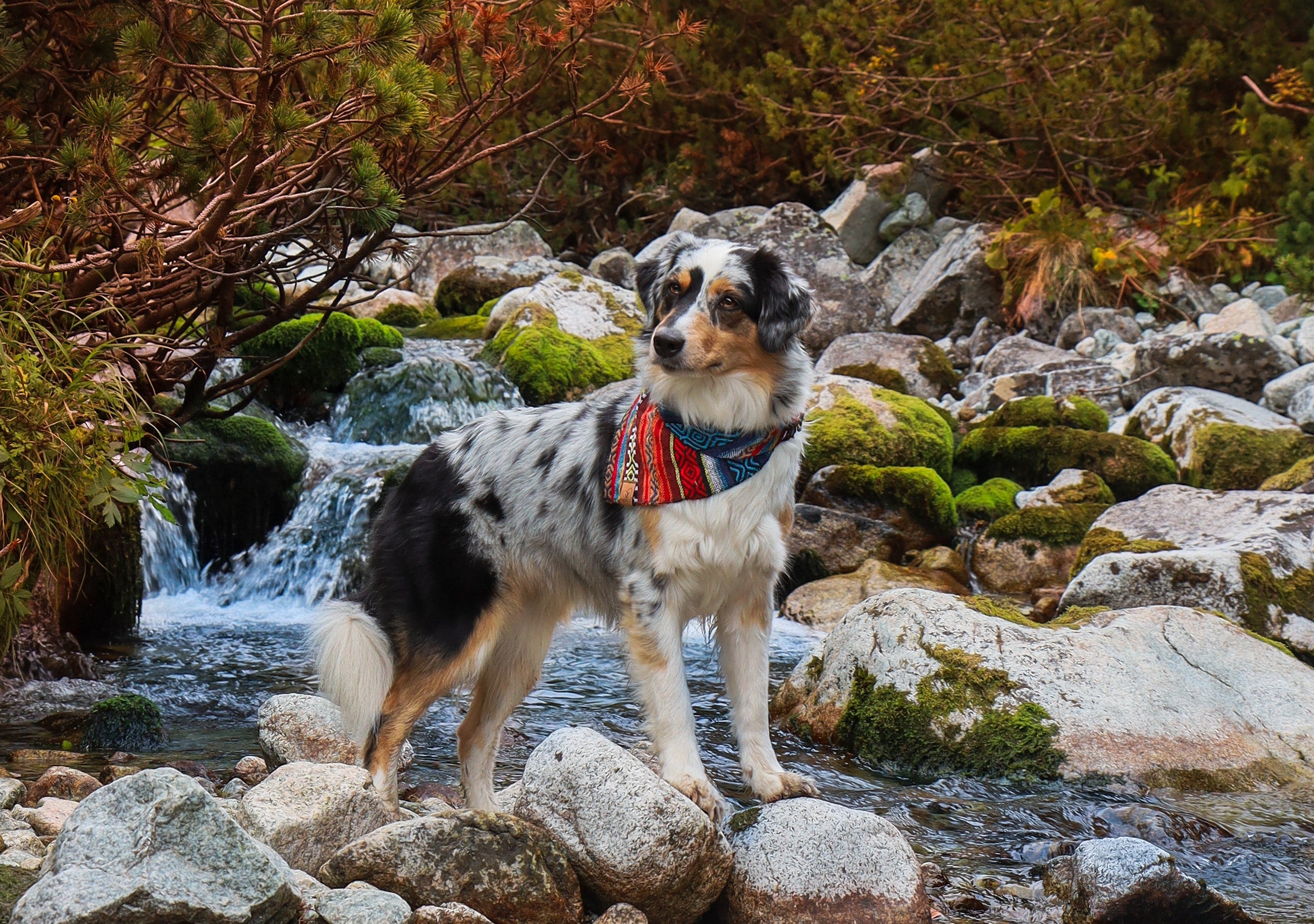 Hundehalstuch NAKAI